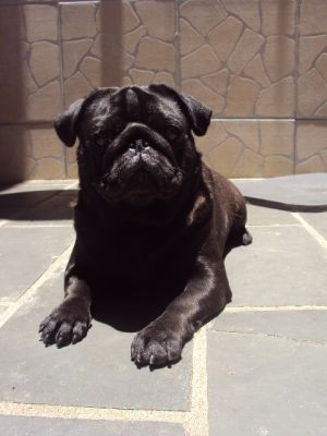 Dog Photo