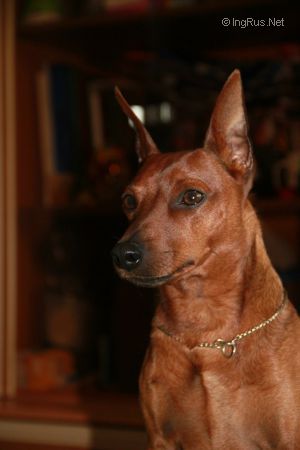Dog Photo