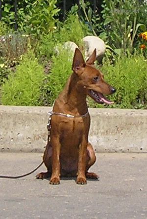Dog Photo