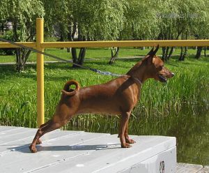 Dog Photo