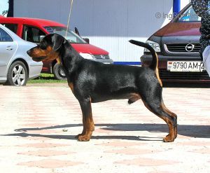 Dog Photo