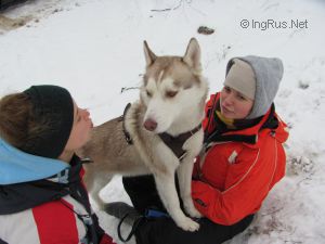 Dog Photo