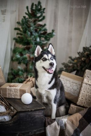 Dog Photo