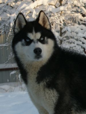 Dog Photo