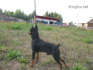 Dog Photo