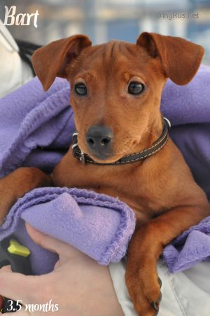Dog Photo