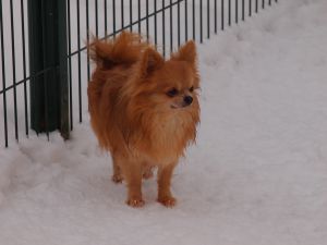 Dog Photo