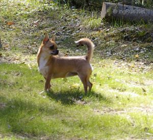 Dog Photo