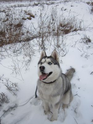 Dog Photo