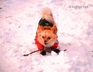 Dog Photo