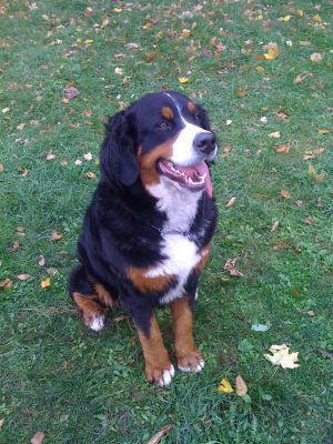Dog Photo