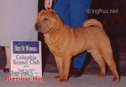 Dog Photo