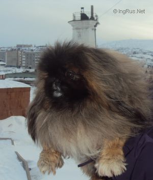 Dog Photo