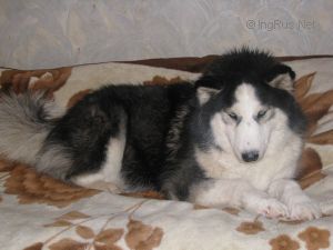 Dog Photo