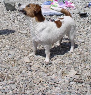 Dog Photo