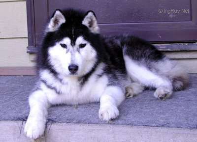 Dog Photo