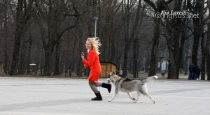 Dog Photo