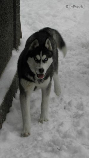 Dog Photo