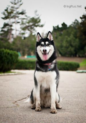 Dog Photo