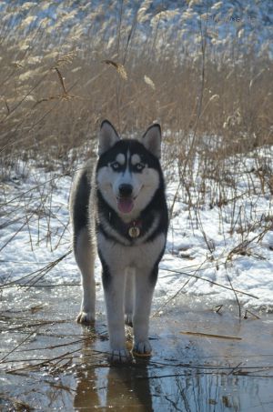 Dog Photo