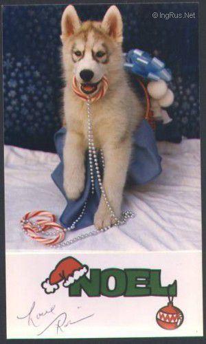 Dog Photo