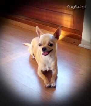 Dog Photo