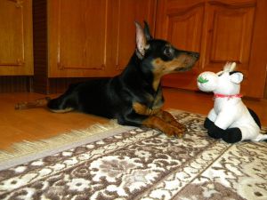 Dog Photo