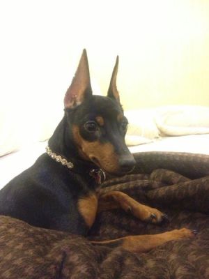 Dog Photo