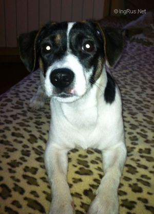 Dog Photo