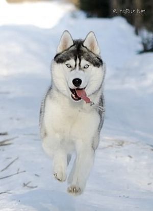 Dog Photo