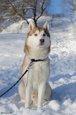 Dog Photo