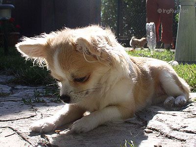 Dog Photo