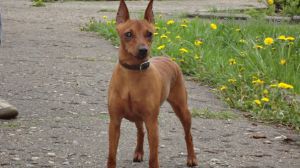 Dog Photo