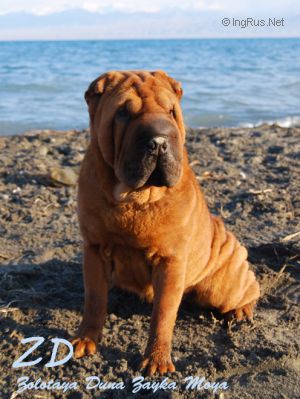 Dog Photo