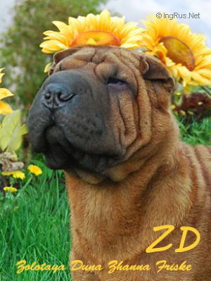 Dog Photo