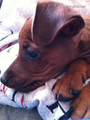 Dog Photo