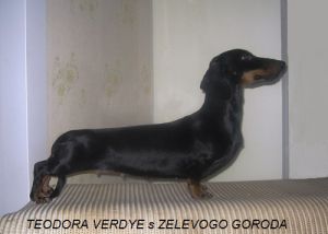 Dog Photo