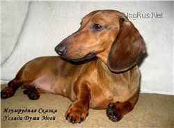 Dog Photo