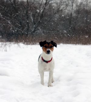 Dog Photo