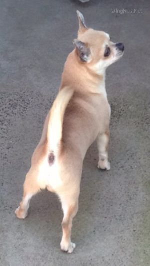 Dog Photo