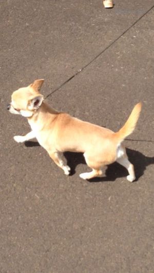 Dog Photo