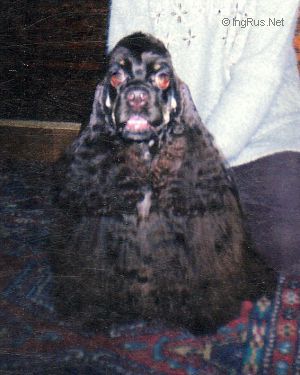 Dog Photo