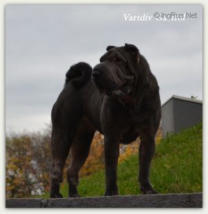 Dog Photo