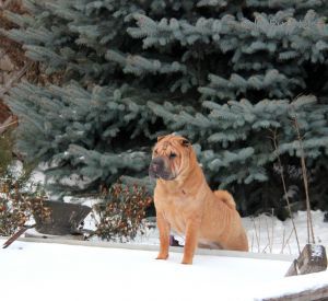Dog Photo