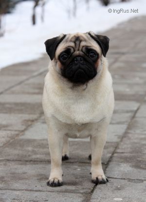 Dog Photo
