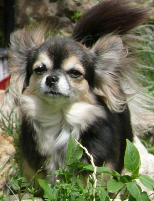 Dog Photo