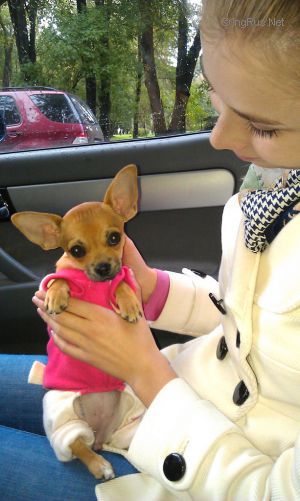 Dog Photo