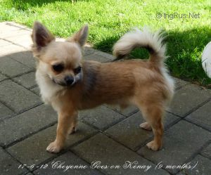 Dog Photo