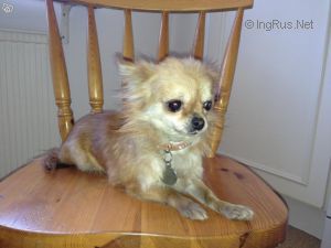 Dog Photo