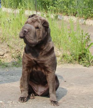 Dog Photo